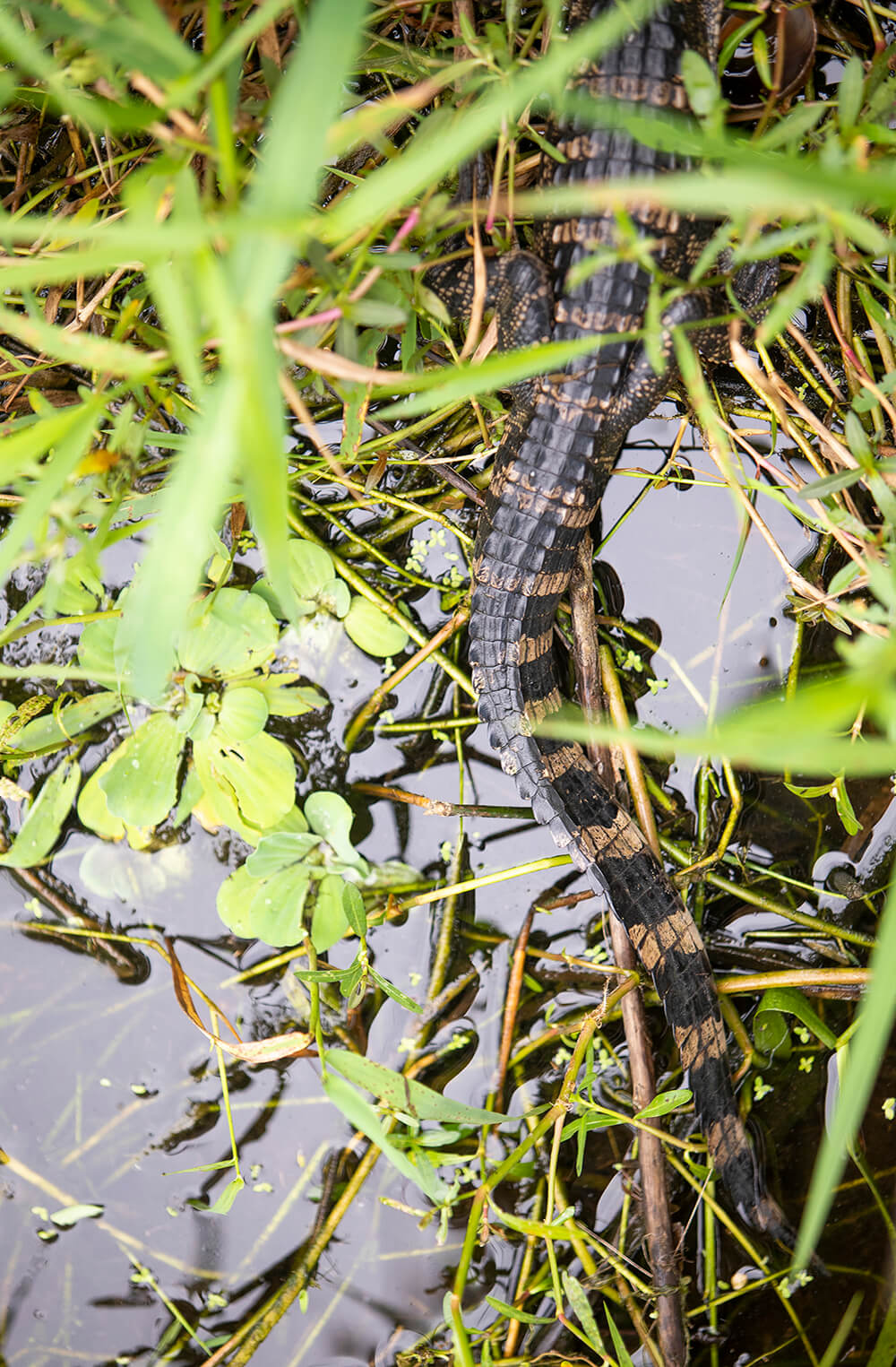 Placeholder image - gator tail